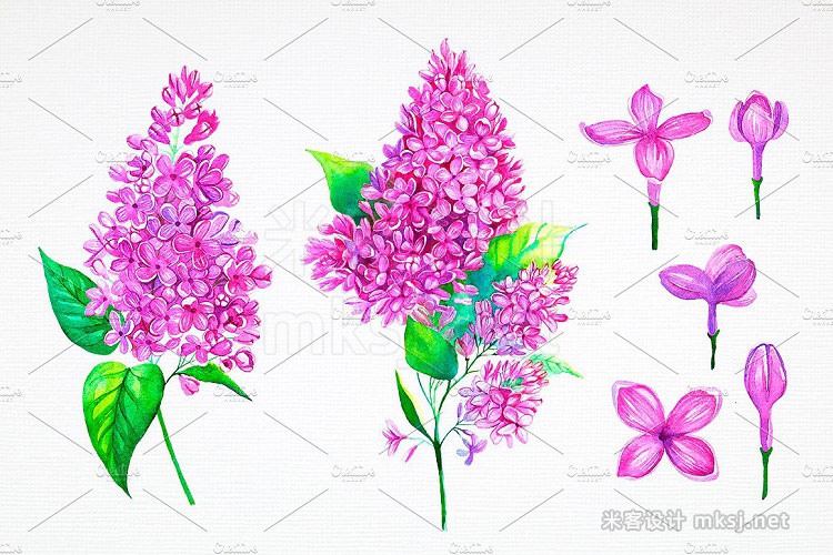 png素材 Lilac Watercolor illustrations