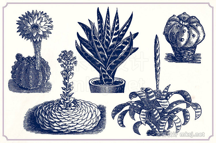 png素材 Vintage Cacti and Succulents