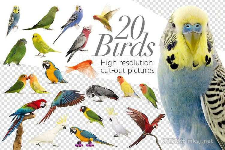 png素材 20 Birds - Cut-out High Res Pictures