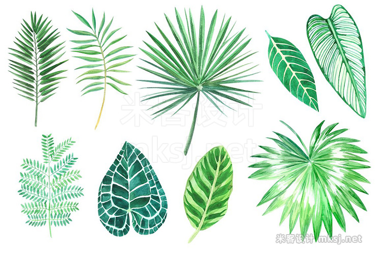 png素材 Tropical leaves Watercolor clip art