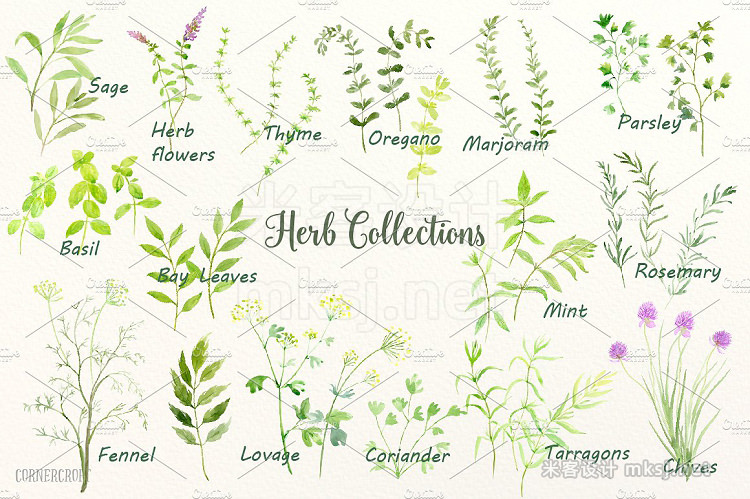 png素材 Watercolor Herb Collection