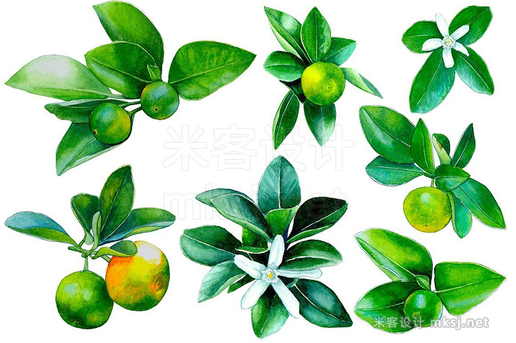 png素材 Watercolour little mandarins