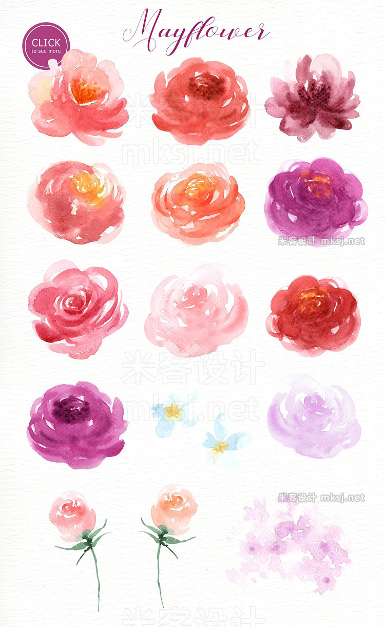 png素材 Mayflower Floral Watercolor clipart