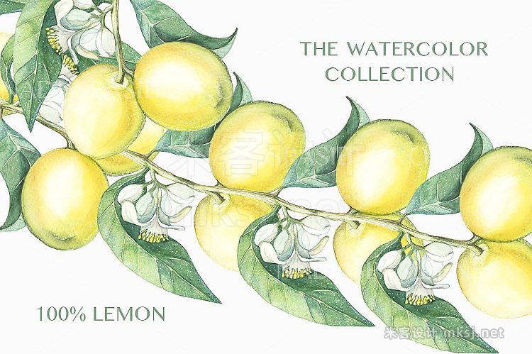 png素材 Watercolor lemon branches
