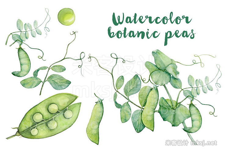 png素材 Watercolor botanic peas