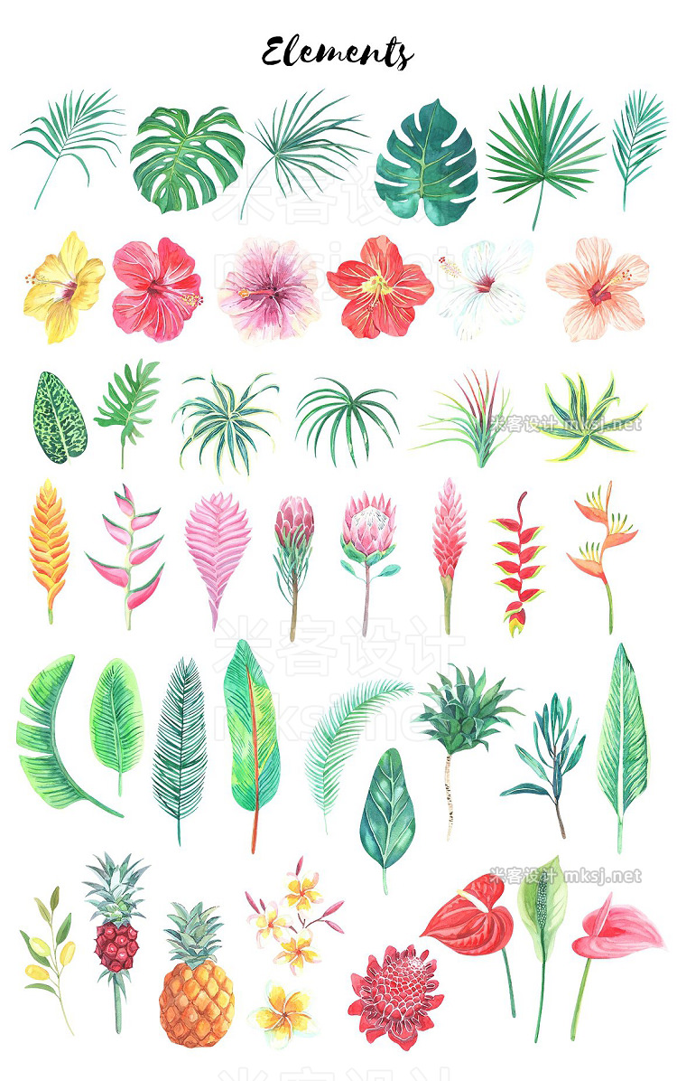 png素材 Bora-Bora floraWatercolor clip art