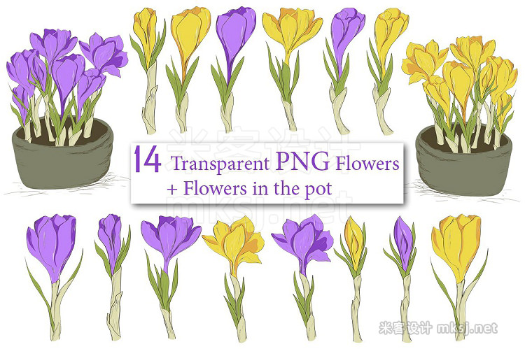 png素材 Crocus Spring Flowers collection