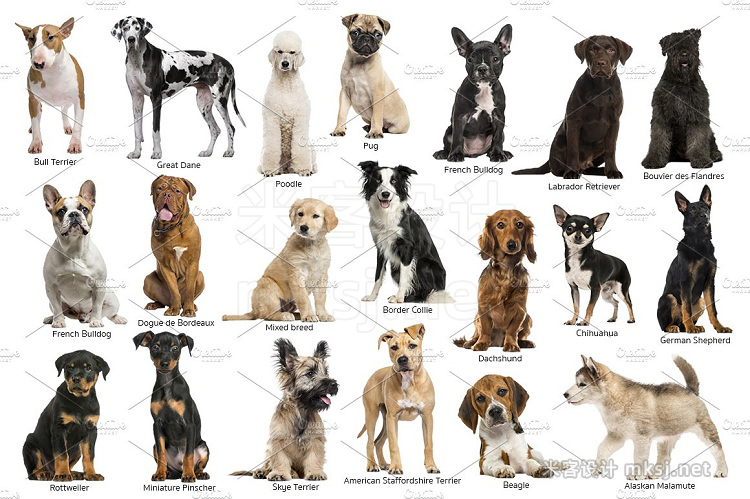 png素材 20 Dogs - Cut-out High Res Pictures