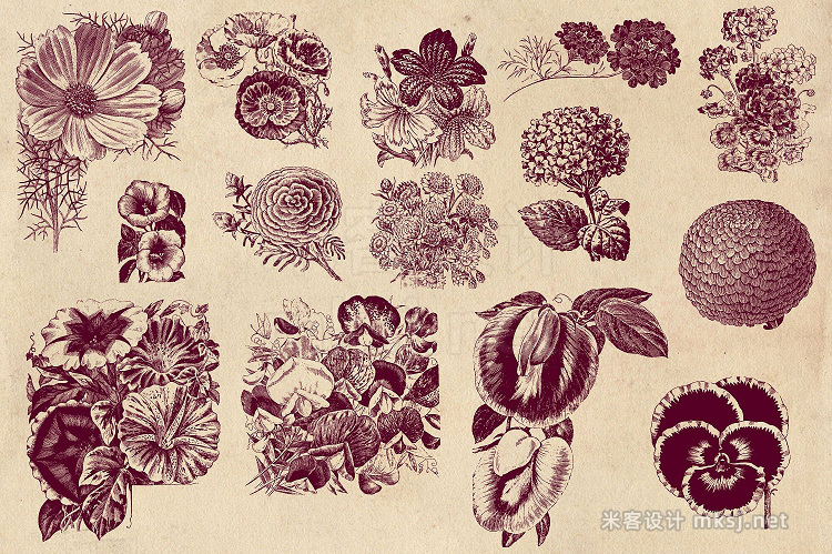 png素材 Vintage Flower Vector Graphics 2