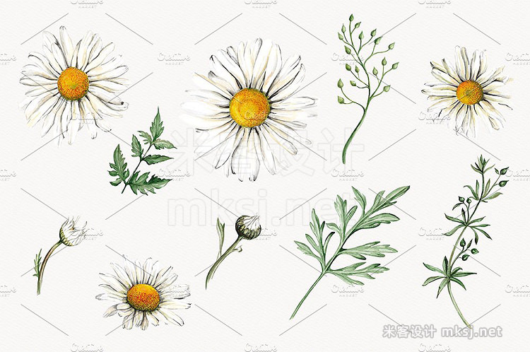 png素材 Watercolor Daisies Clipart