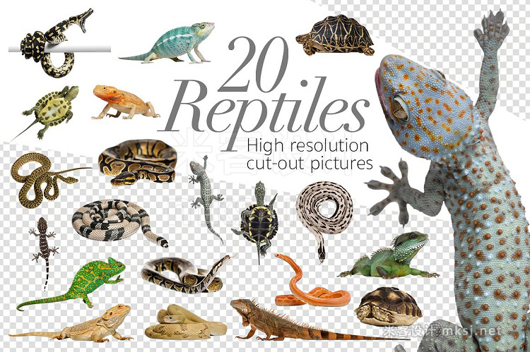 png素材 20 Reptiles - Cut-out Pictures