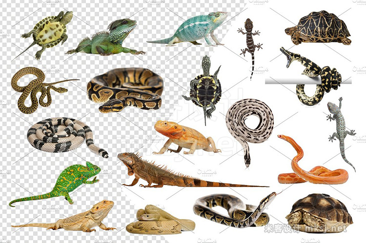 png素材 20 Reptiles - Cut-out Pictures