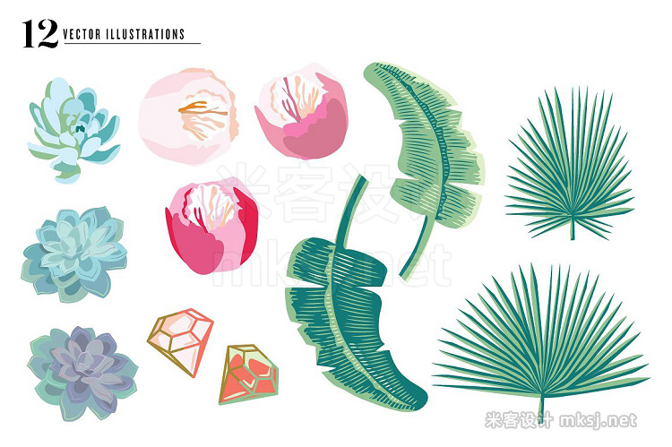png素材 SALE Palm Succulent Illustrations