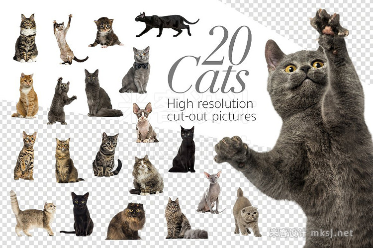 png素材 20 Cats - Cut-out High Res Pictures
