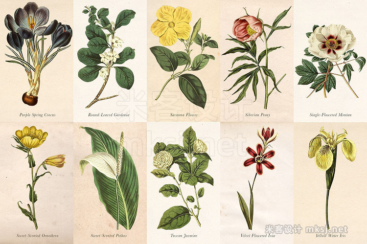 png素材 Antique Floral Botanical Graphics 4