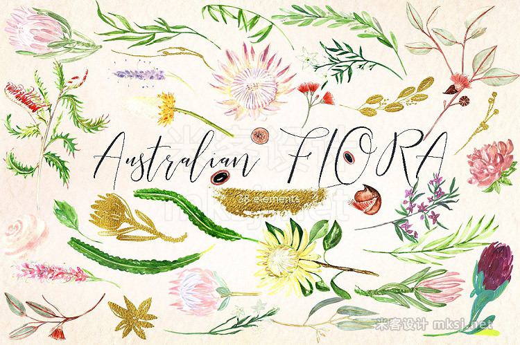 png素材 Australian Flora Watercolor clipart