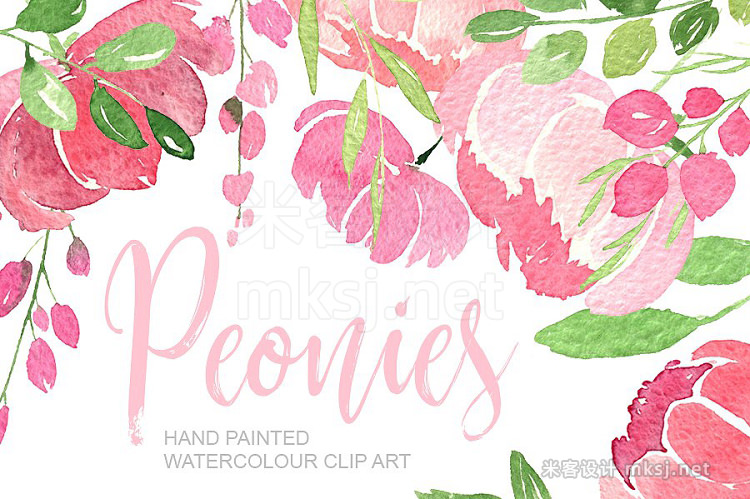 png素材 Pink watercolour peonies PNG clipart