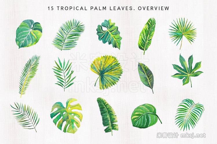 png素材 Tropical palm leaves