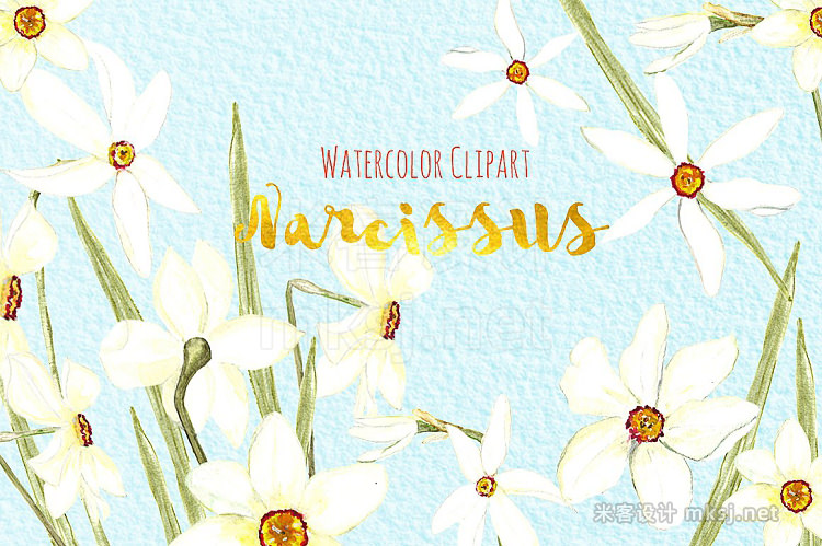 png素材 Narcissus Watercolor clipart