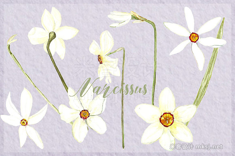 png素材 Narcissus Watercolor clipart