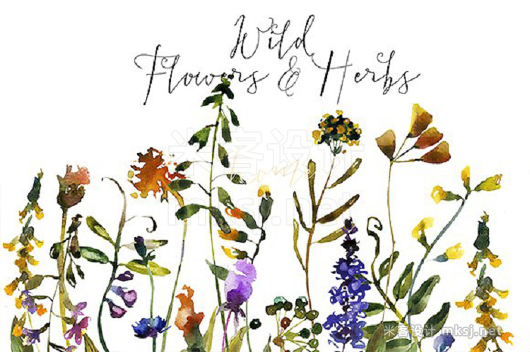 png素材 Wild Flowers Herbs Watercolor Set