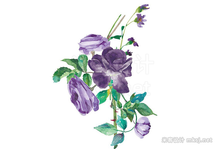 png素材 Watercolor Eggplant Roses Clip Art