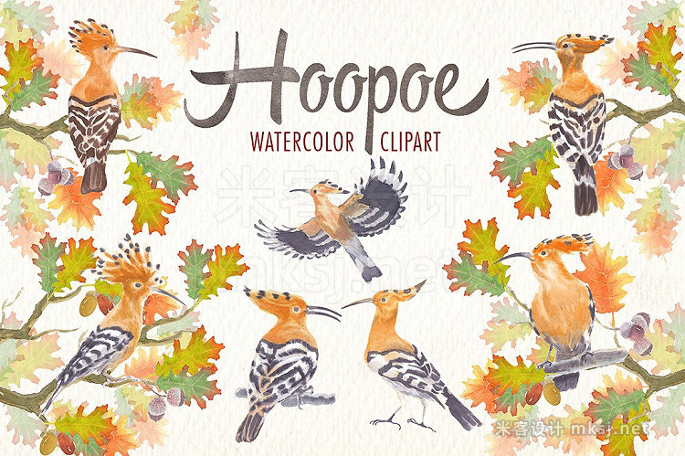 png素材 watercolor hoopoe bird clipart