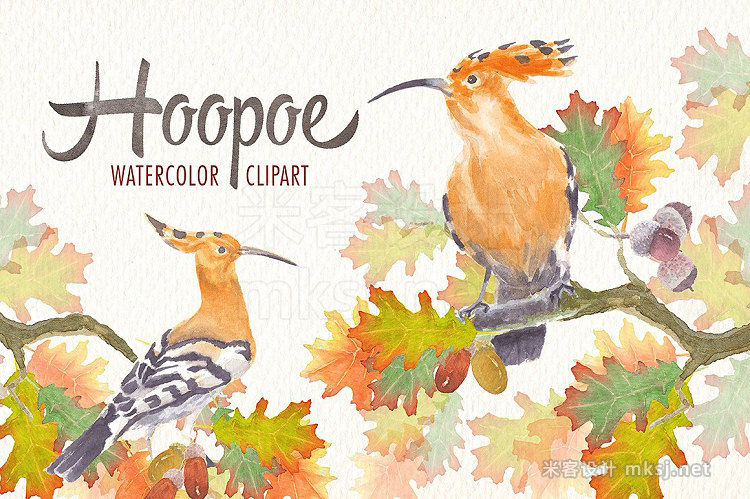 png素材 watercolor hoopoe bird clipart