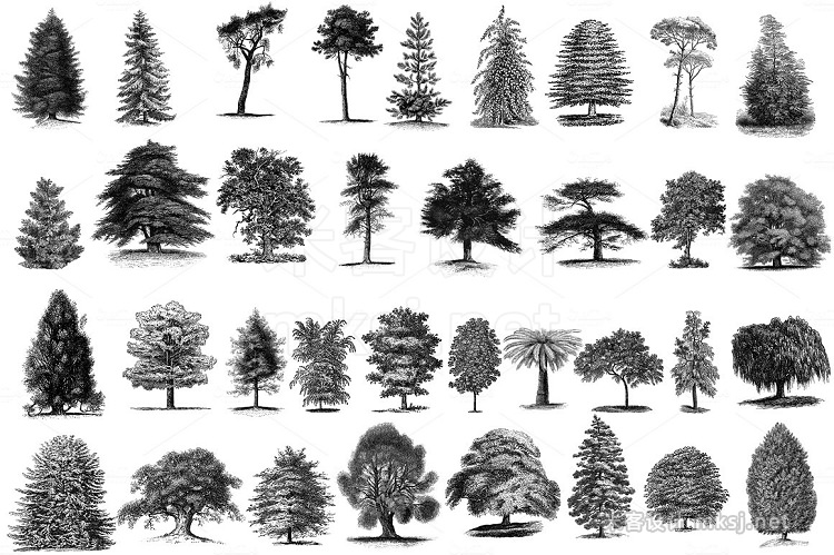 png素材 35 Trees PNG