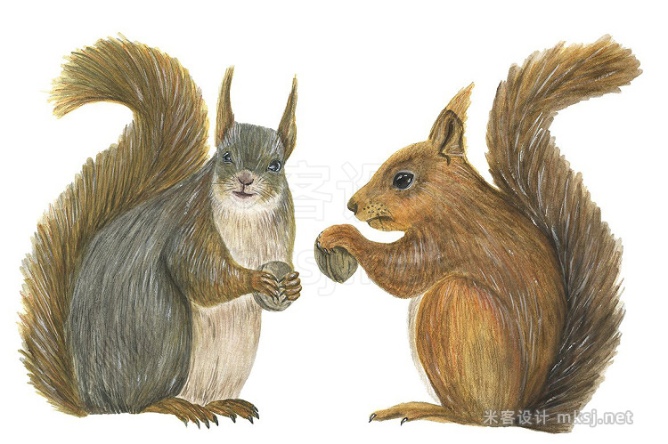 png素材 Good squirrels