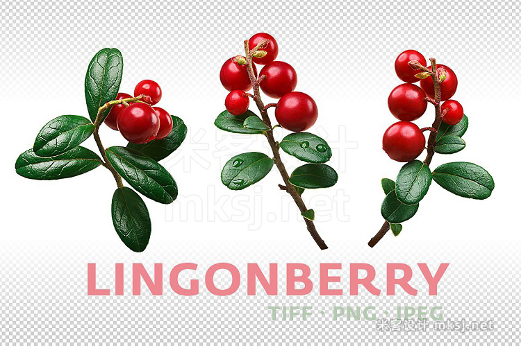 png素材 Lingonberry