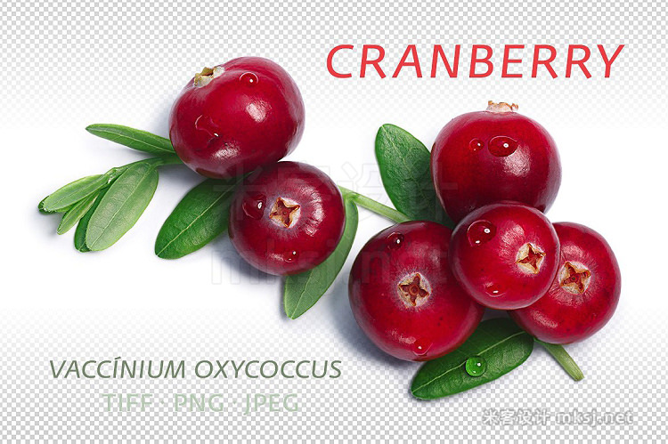 png素材 Cranberry