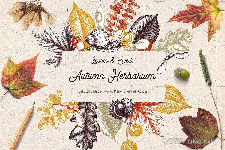 png素材 Vintage Autumn Leaves Set