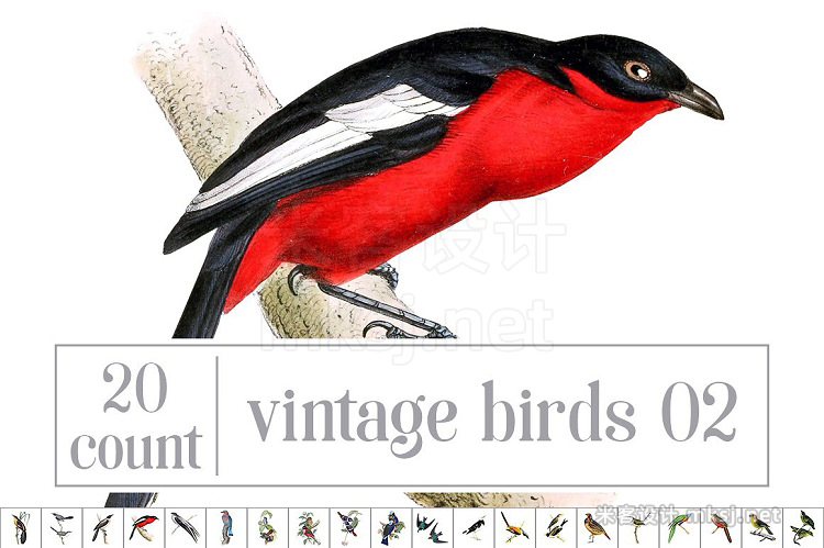 png素材 Vintage Bird Bundle