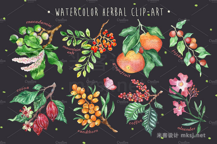png素材 Fruit Herbal - clip-art