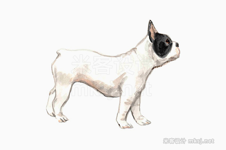 png素材 Black and White French Bulldogs