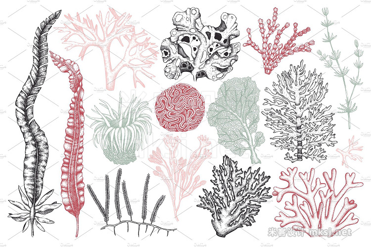 png素材 Vector Seaweeds Collection