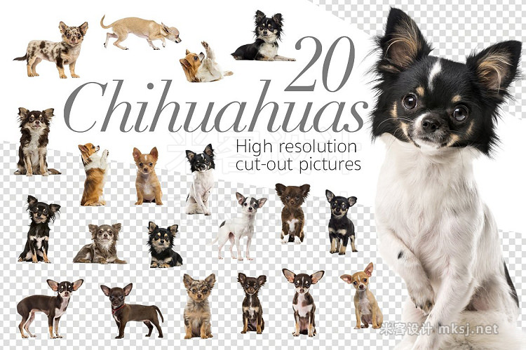png素材 20 Chihuahuas - Cut-out Pictures