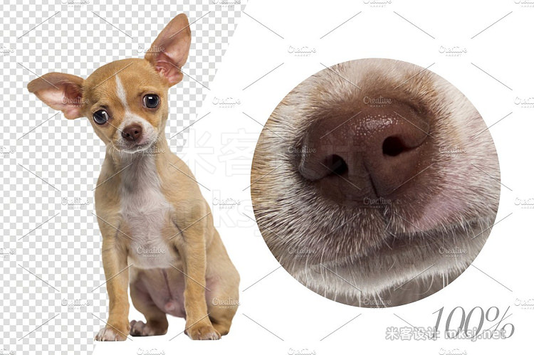 png素材 100 Dogs Bundle - Cut-out Pictures