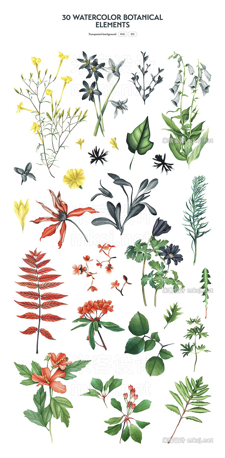 png素材 Botanical Watercolor Set