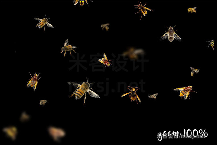 png素材 5K Bees Overlays