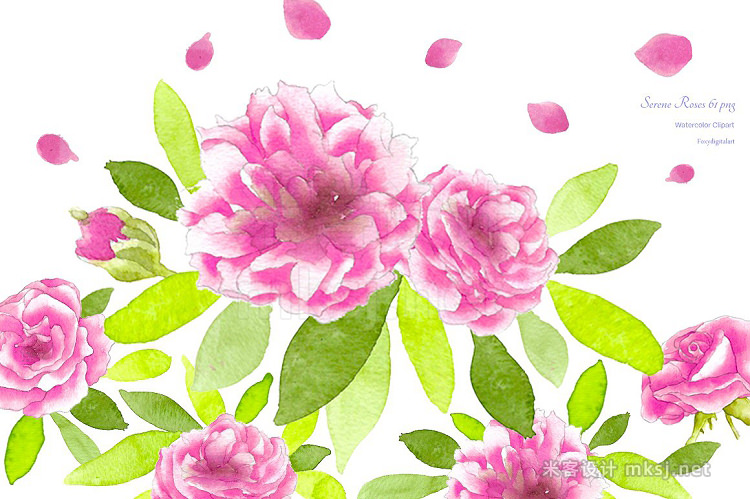 png素材 Pink Roses Watercolor Flowers CL59