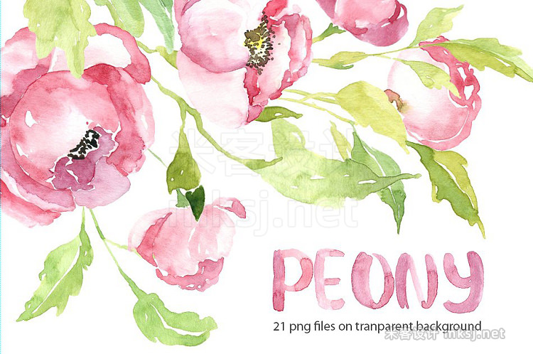 png素材 Pink watercolor peony PNG set