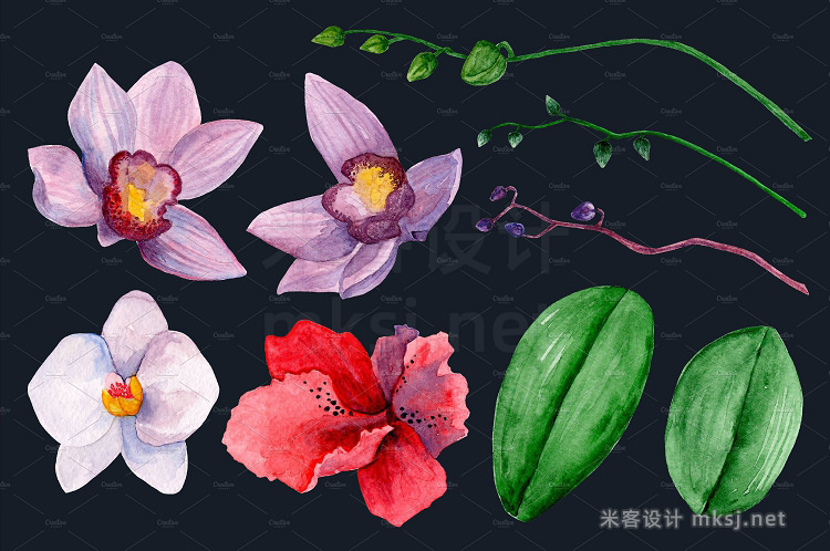 png素材 Watercolor orchid Flowers clip art