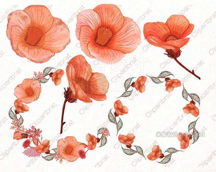 png素材 Tropical Watercolor Floral Hibiscus