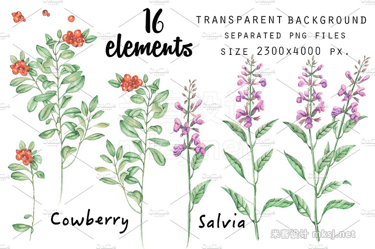 png素材 Blueberry Cowberry Salvia Clip art