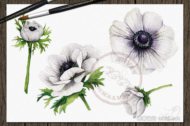 png素材 Anemone Watercolor Clip Art