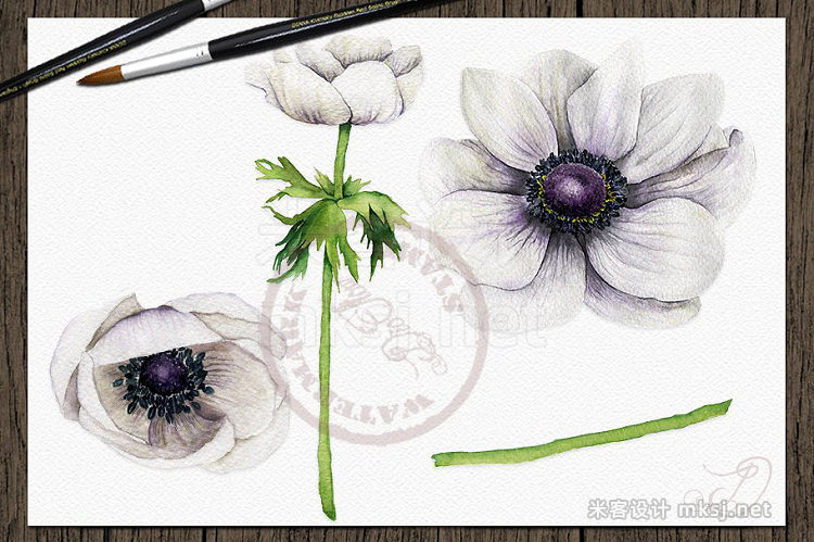 png素材 Anemone Watercolor Clip Art