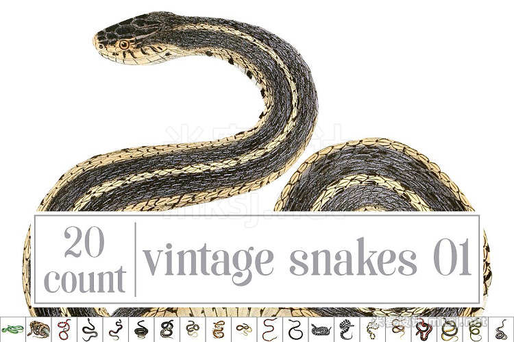 png素材 Watercolor Snake Bundle Set 01