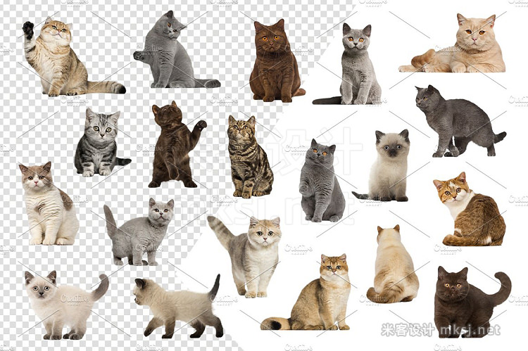 png素材 20 British Shorthairs - Cut-out Pics